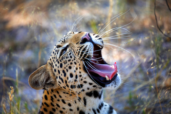 Okavango Explorers Camp Okavango Explorers Camp: Gähnender Leopard