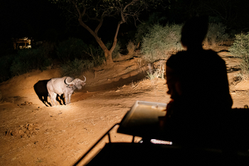 Sarara Eco Collection: Büffel