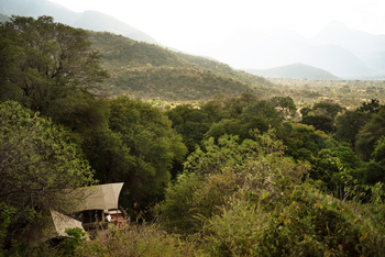 Sarara Tree: Lage im Wald