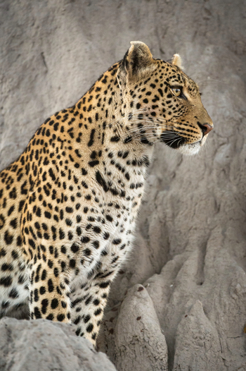 Savuti Camp Savuti Camp: Leopard