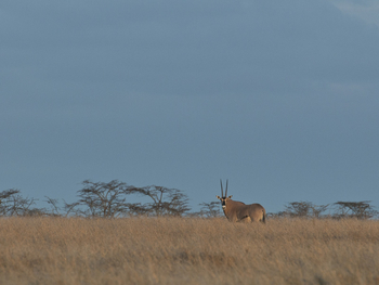 Segera Retreat: Büschelohr-Oryx