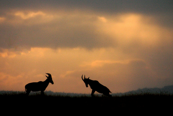 Serian Camp: Topi-Antilopen