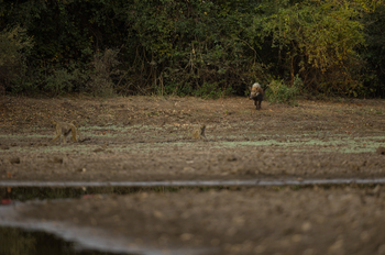 Sungani Lodge Sungani Lodge: Bush Pig