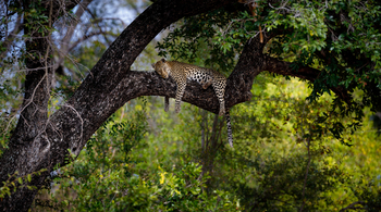 Tanda Tula Safari Camp: Leopard
