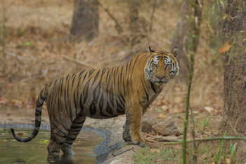 The Oberoi Vindhyavilas Wildlife Resort: Sohn der Tigerin Raa