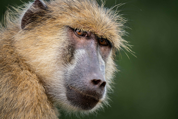 Time + Tide South Luangwa Time + Tide South Luangwa: Pavian