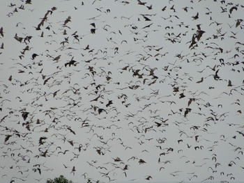 Wasa Lodge: Scharen von Flughunden