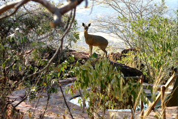 Waterberg Plateau Lodge Waterberg Plateau Lodge: Klippspringer
