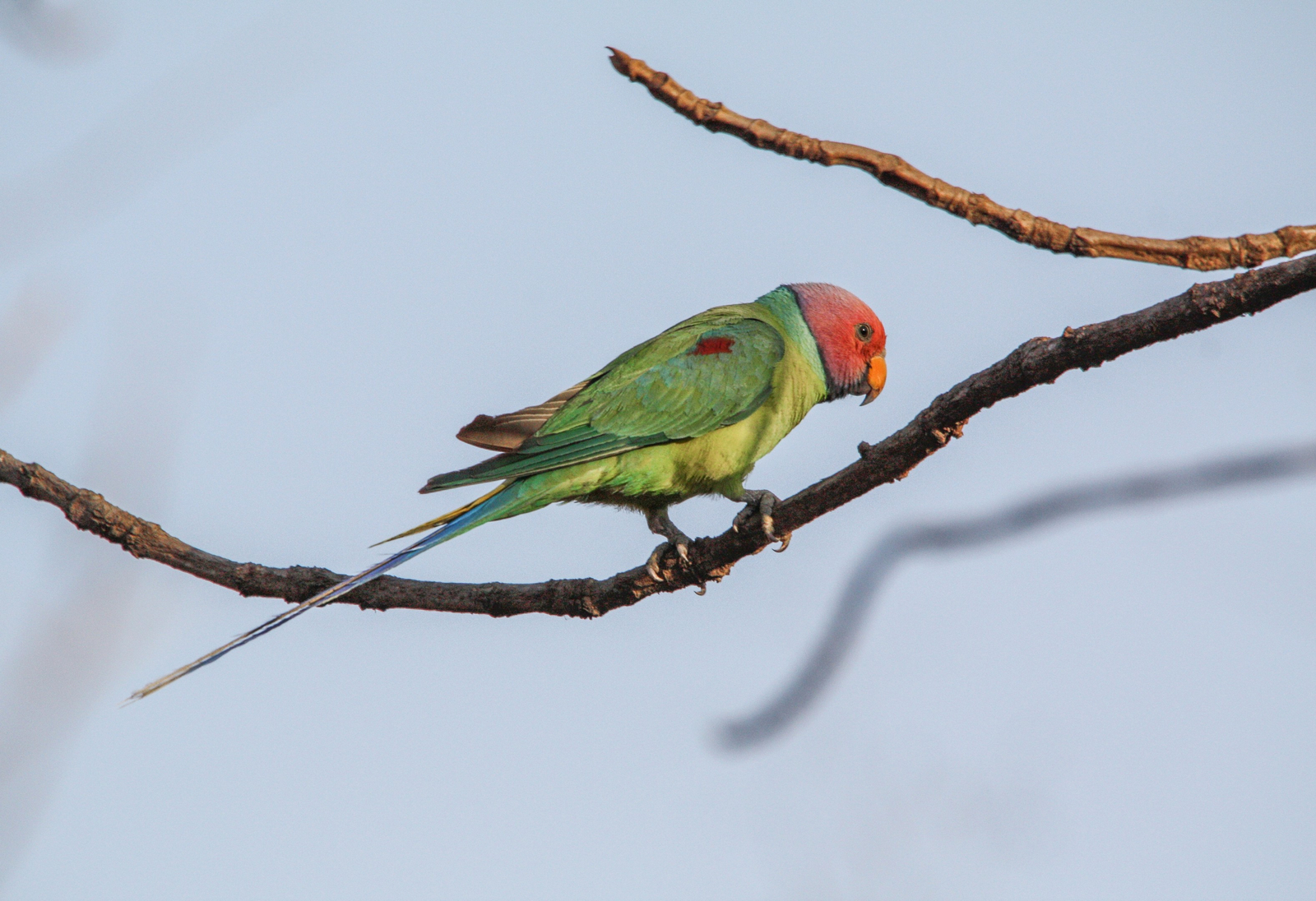 Asiatic Lion Lodge Asiatic Lion Lodge: Plum-headed Parakeet