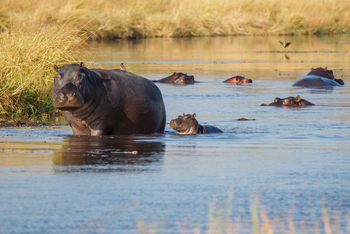 Belmond Khwai River Lodge: Die Nilpferde des Khwai River