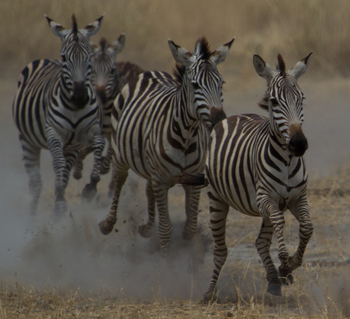 Chem Chem Lodge: Zebras im Galopp