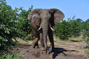 Chilo Ivory Trail Adventure: Elefant im Schlammbad