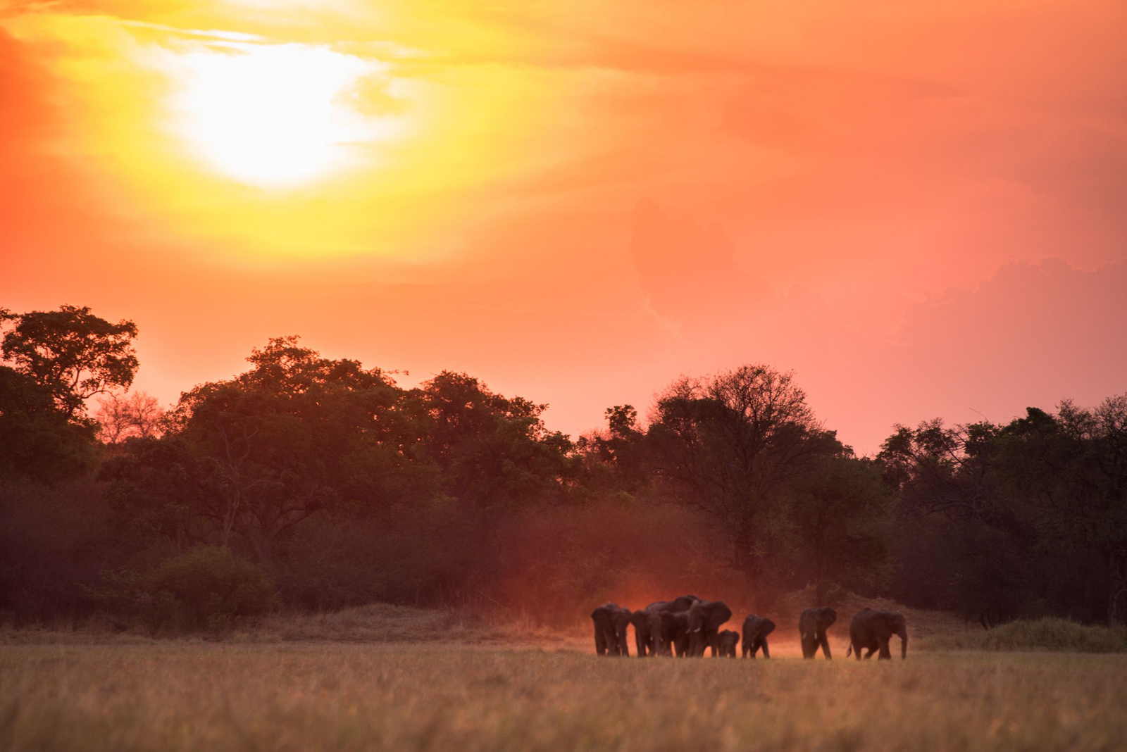 Chisa Busanga Camp Chisa Busanga Camp: Elefantenherde