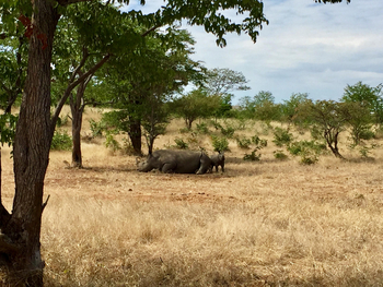 Chundukwa River Lodge: Rhinos