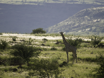 Damaraland Camp: Angola-Giraffe