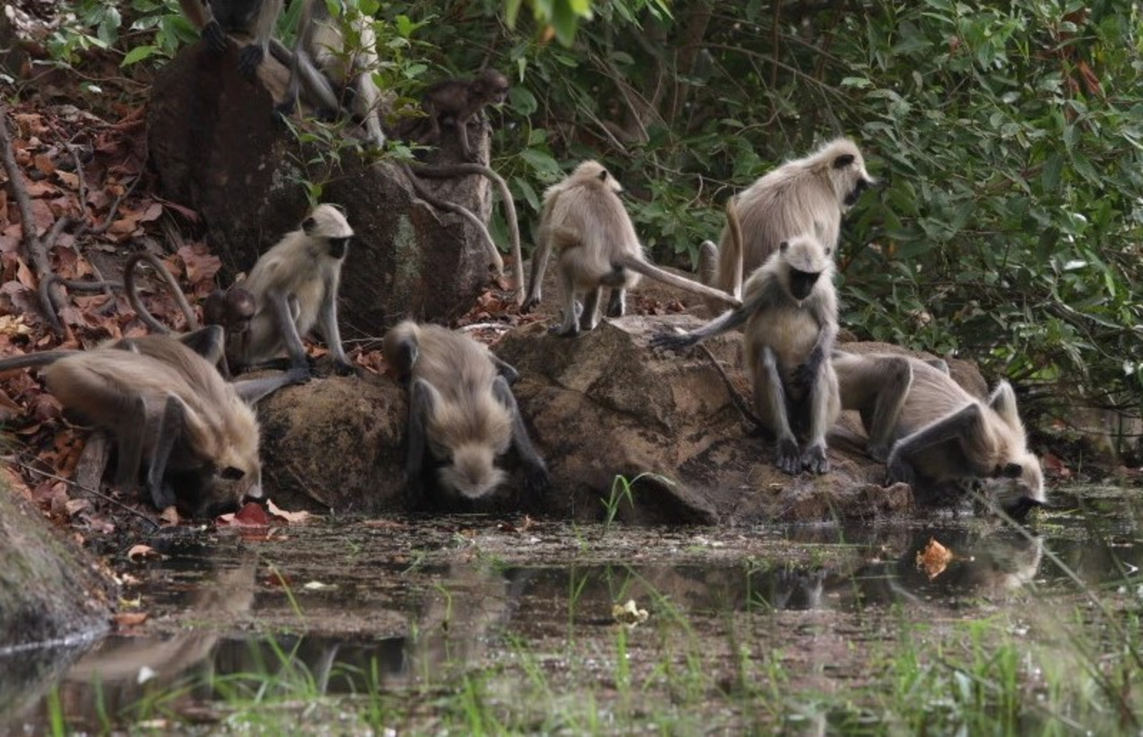 Emerald Tiger Retreat Emerald Tiger Retreat: Graulanguren am Wasserloch