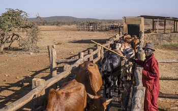 Governors' Mugie: Viehzucht