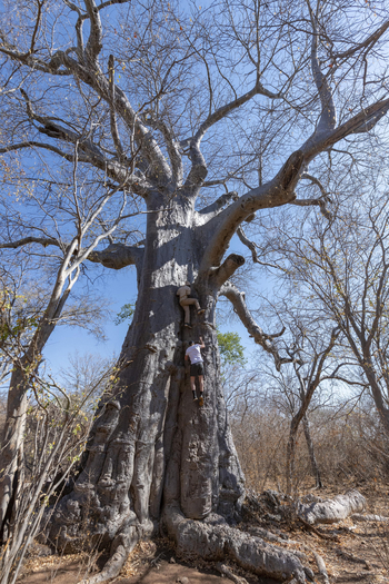 Ichingo Chobe River Lodge: Baobab Walking Tour