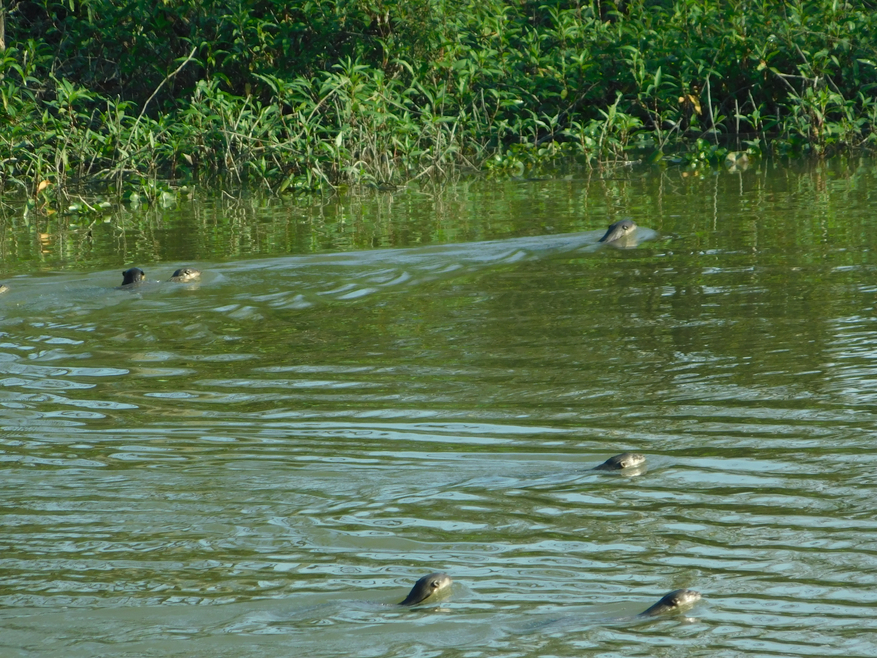 Indische Fischotter in Kaziranga