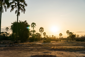 Kanga Camp: Palmen in der Sonne