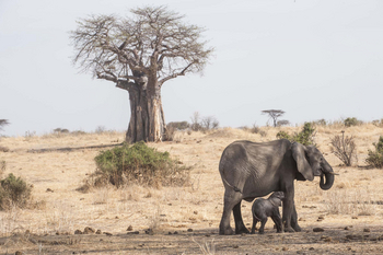 Kigelia Camp: Elefantenkuh mit Kalb
