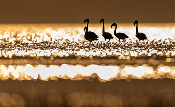Kisima Ngeda Camp: Flamingos im glitzernden Wasser