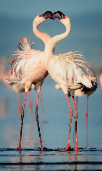 Lake Natron Camp: Balzende Flamingos