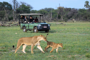 Linkwasha Camp Linkwasha Camp: Löwin mit Jungtier