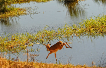 Linyanti Ebony Linyanti Ebony: Springende Antilope