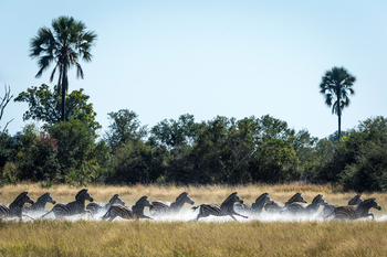 Little Tubu Camp: Zebras im Sumpf