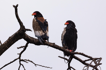 Mahali Mzuri: Bateleur Eagles