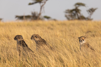 Mahali Mzuri: Geparden-Trio