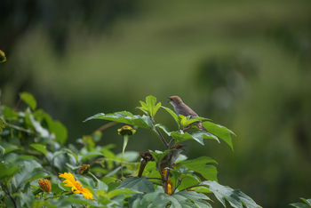 Mahogany Springs Safari Lodge: Vogel im Garten