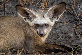 Mombo Camp: Löffelhundgesicht