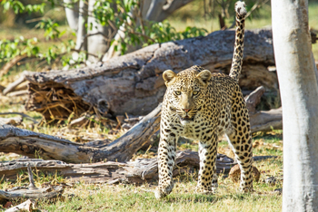 Moremi Game Reserve: Leopard auf Pirsch