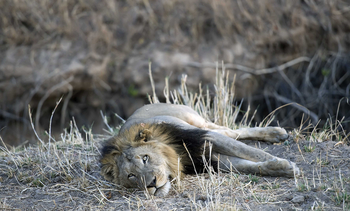 Musekese Camp Musekese Camp: Löwe