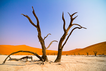 Namib Outpost: Baumskelette im Dead Vlei