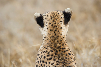 Namiri Plains Camp: Helle Ohrspitzen
