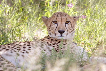 Old Traders Lodge: Ruhender Gepard