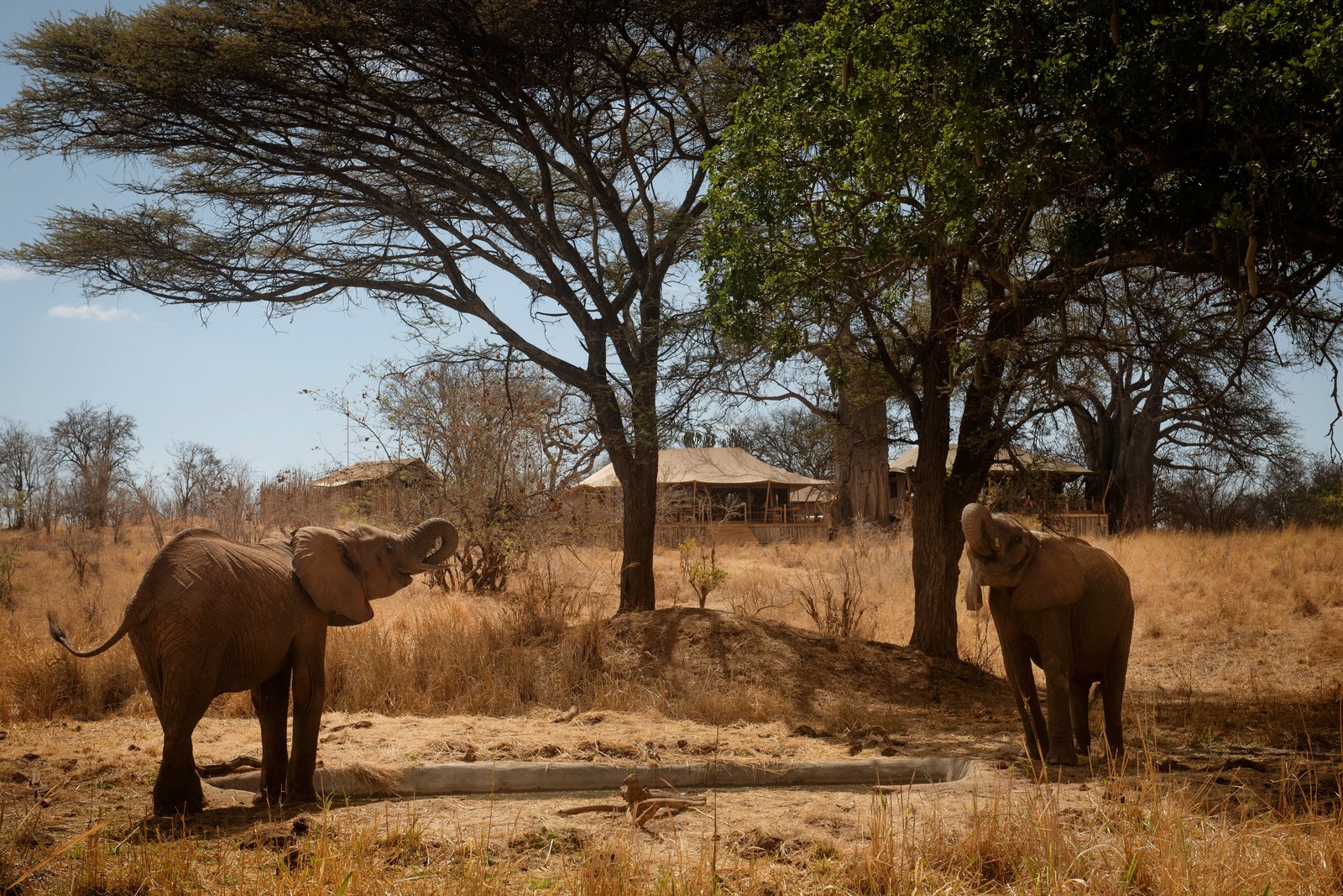 Olkeri Camp Olkeri Camp: Elefanten vor den Zelten