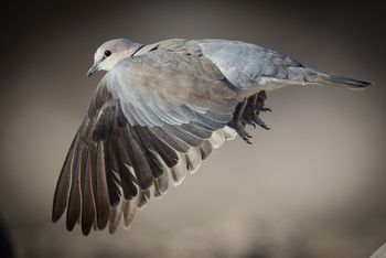 Onguma Reserve: Onkolo Hide - Taube