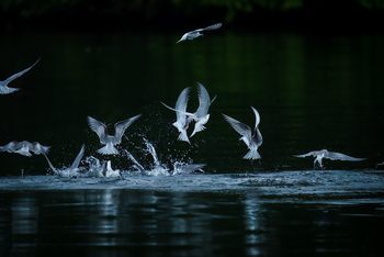 Sette Cama Eco Camp: Flussschwalben
