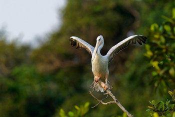 Sette Cama Eco Camp: Pink Backed Pelican