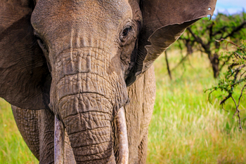 Sirikoi Lodge Sirikoi Lodge: Elefantenportrait