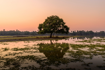 Sungani Lodge Sungani Lodge: Postkartenbaum