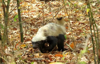 Svasara Jungle Lodge: Honig-Dachs