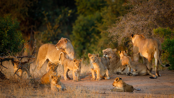 Tanda Tula Safari Camp: Löwenrudel