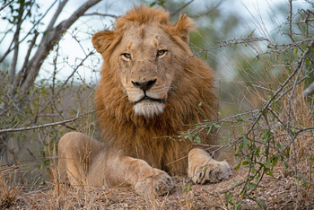 Thornybush Game Lodge: Junger Löwe