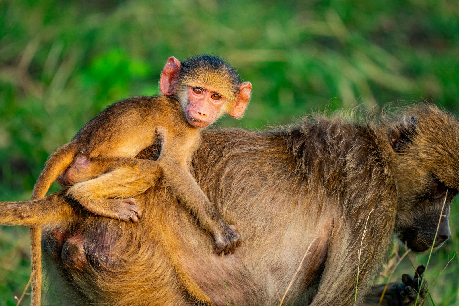 Time + Tide South Luangwa Time + Tide South Luangwa: Reitendes Pavianbaby