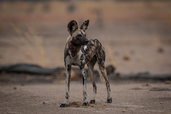 Time + Tide South Luangwa: Wildhund